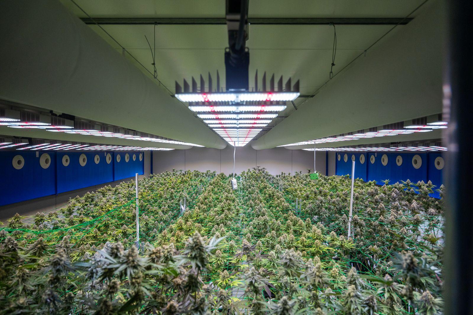 Deux ans après la légalisation du cannabis en Allemagne, des effets stupéfiants à Stuttgart ?