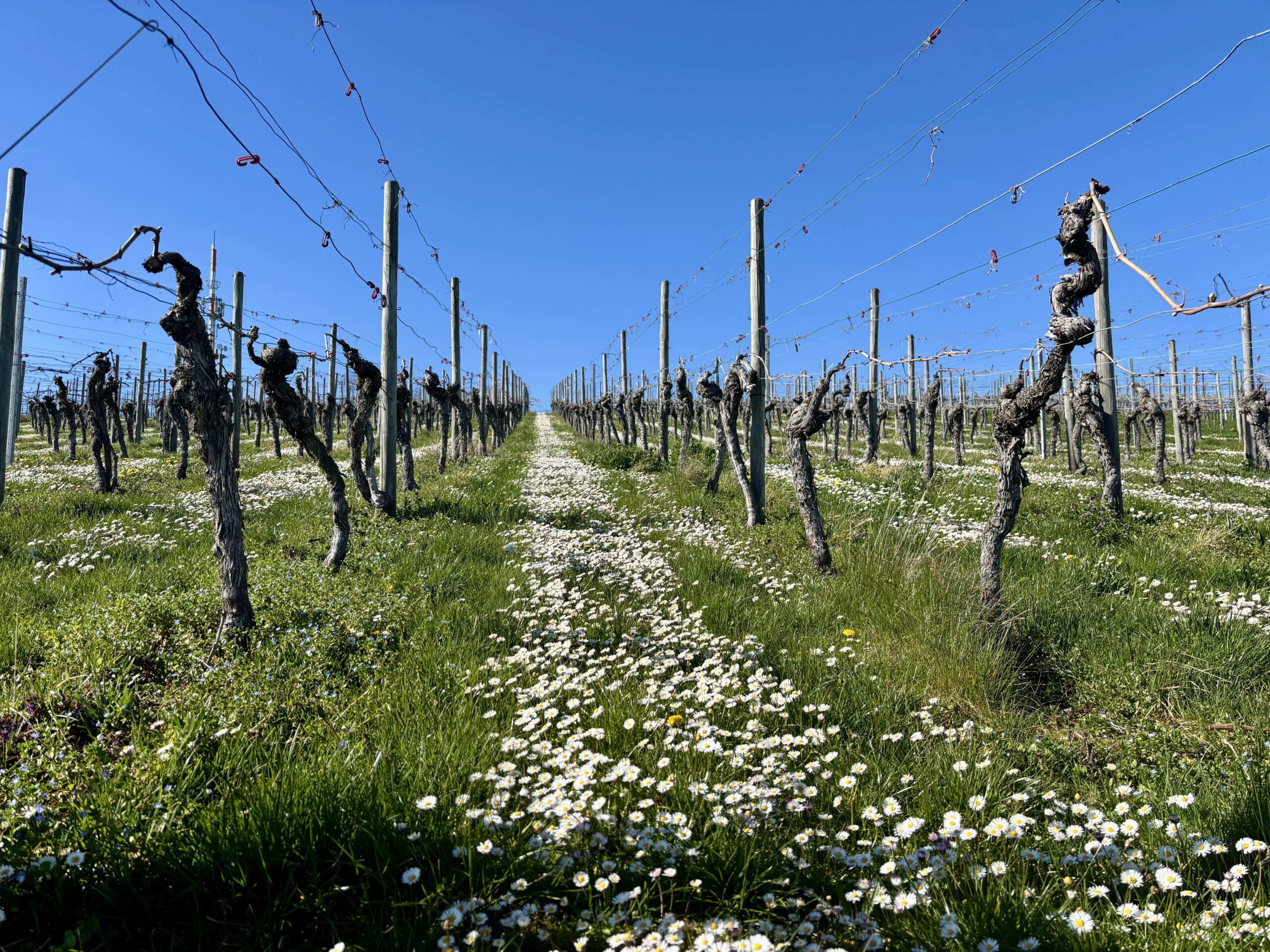 Crise du vin : le&nbsp;marketing,&nbsp;ultime cuvée pour&nbsp;reconquérir les&nbsp;consommateurs allemands